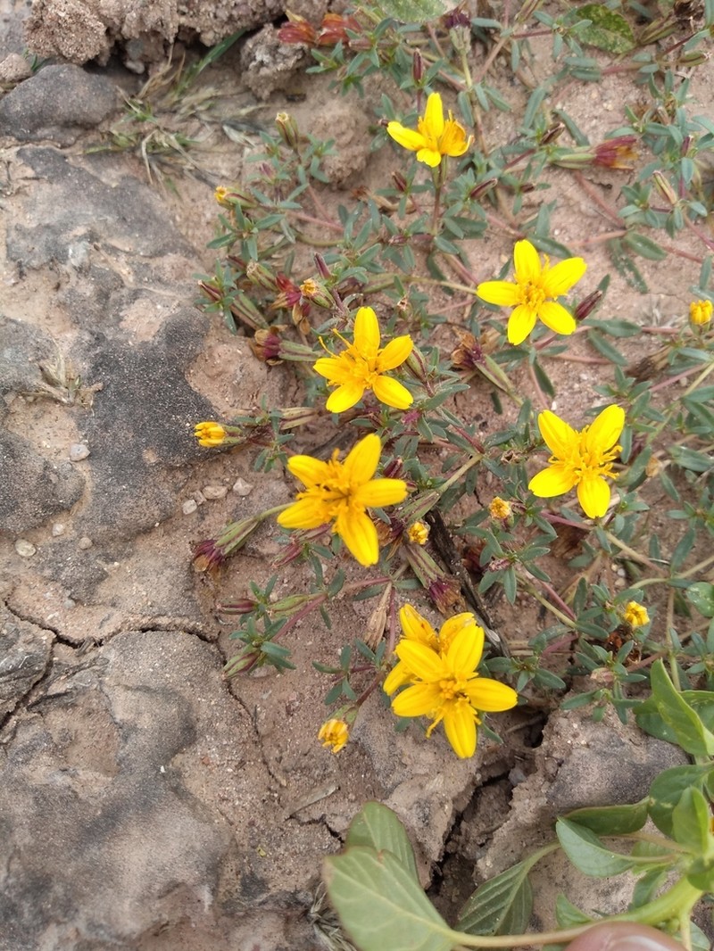 Pectis coulteri photo 7