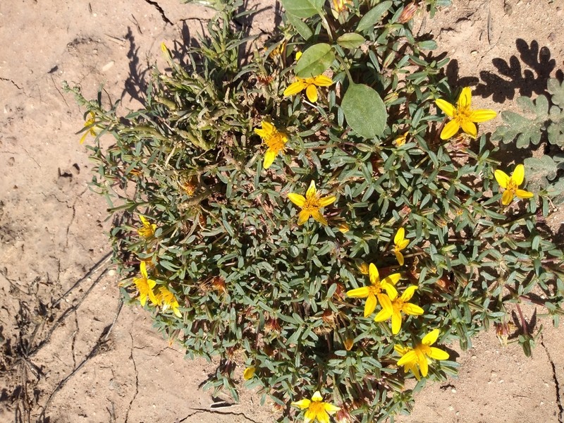 Pectis coulteri photo 8