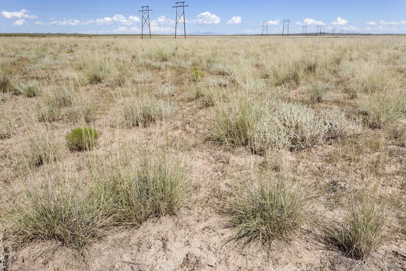 Sonoran Chinchweed photo 2