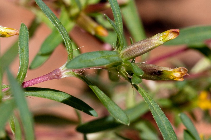 Sonoran Chinchweed photo 4