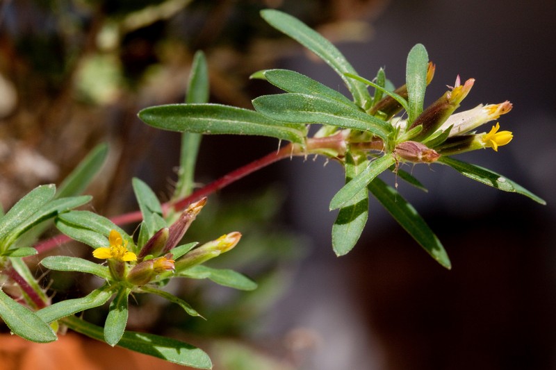 Sonoran Chinchweed