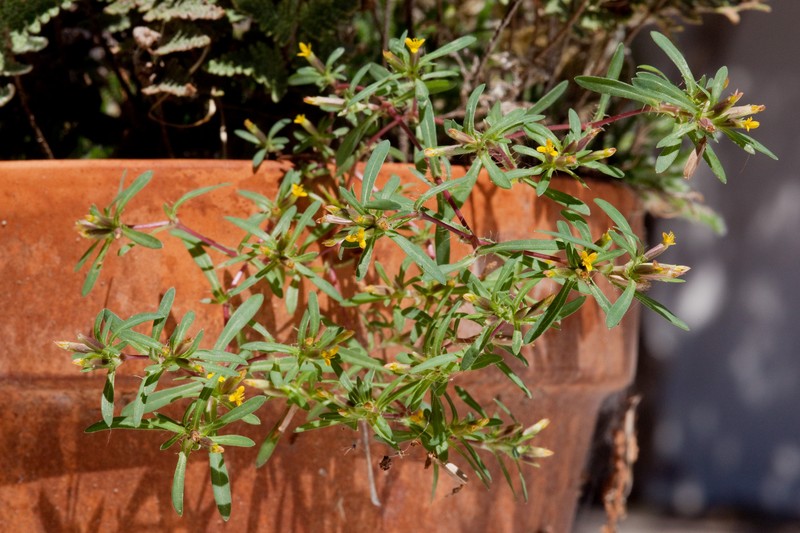 Sonoran Chinchweed photo 5