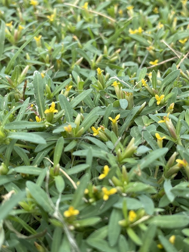Sonoran Chinchweed photo 3