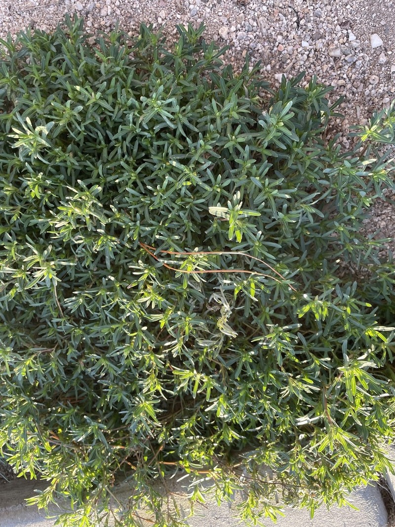 Sonoran Chinchweed photo 4
