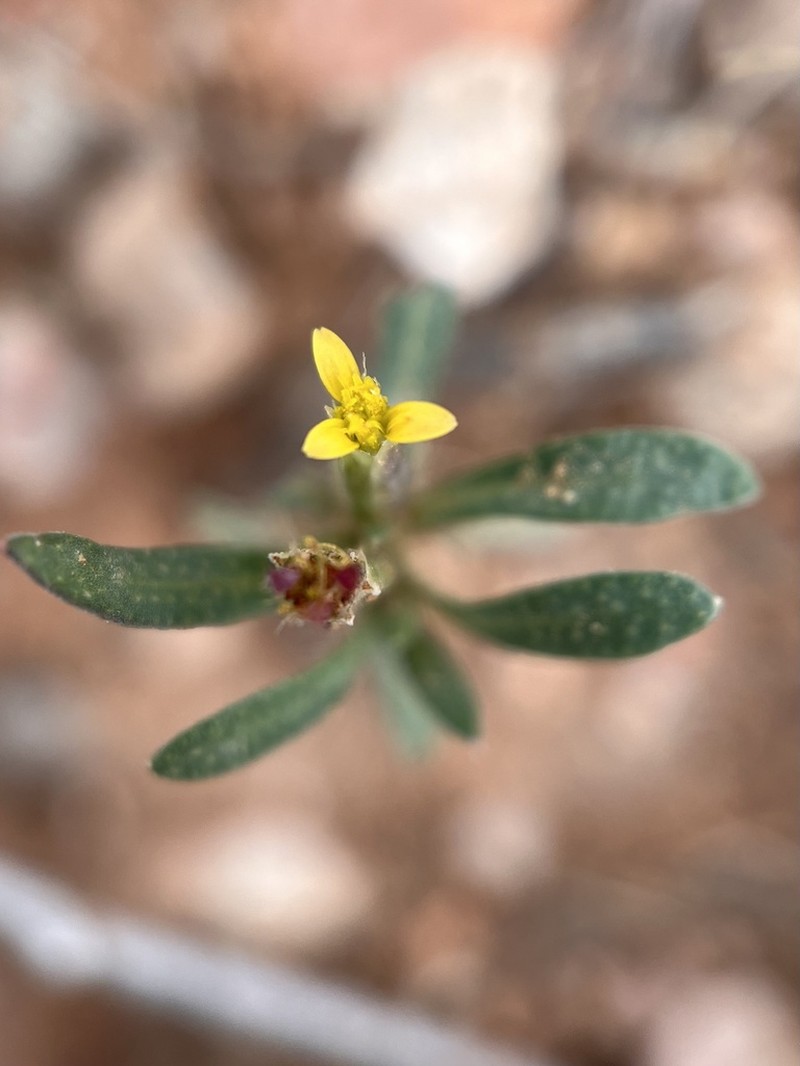 Sonoran Chinchweed photo 5