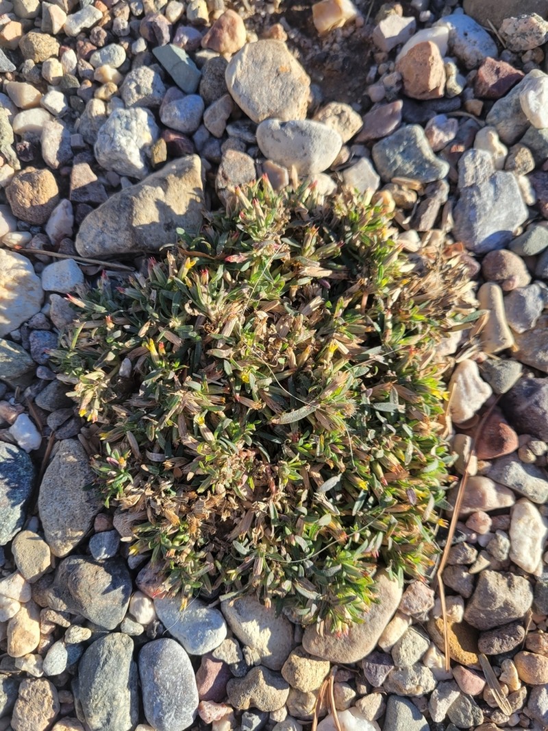 Sonoran Chinchweed photo 6