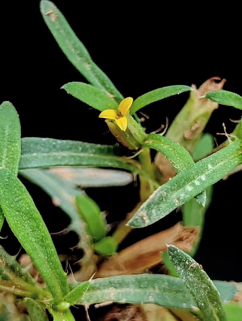 Sonoran Chinchweed photo 7