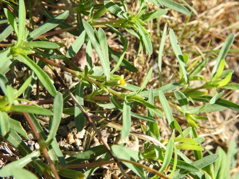 Sonoran Chinchweed photo 8