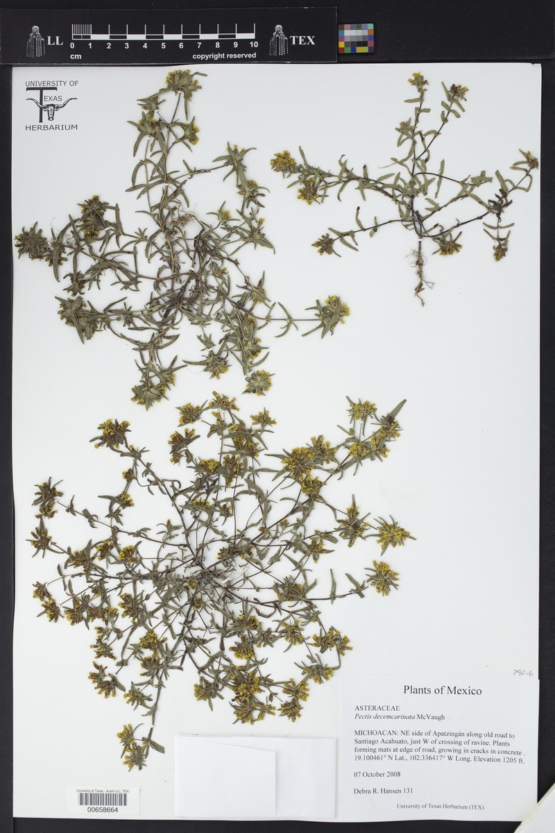 Pectis decemcarinata