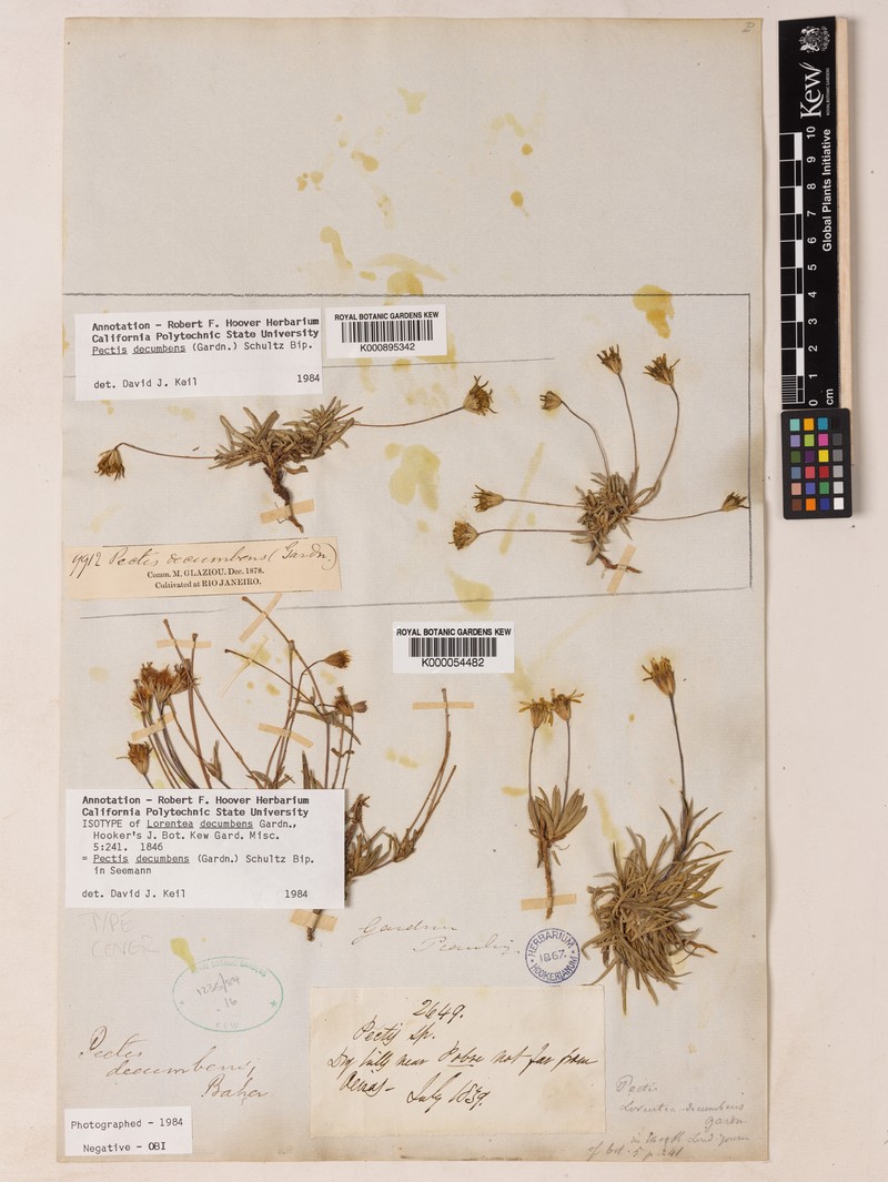 Pectis decumbens