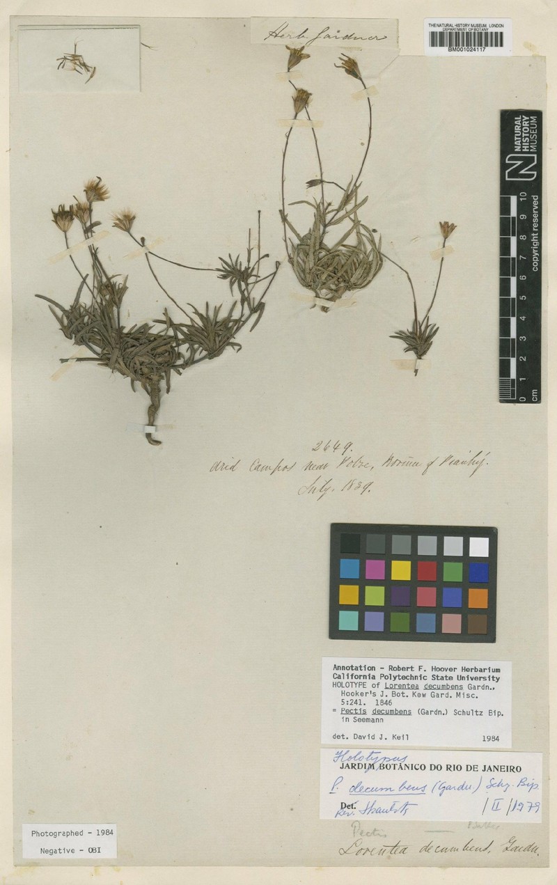 Pectis decumbens photo 3