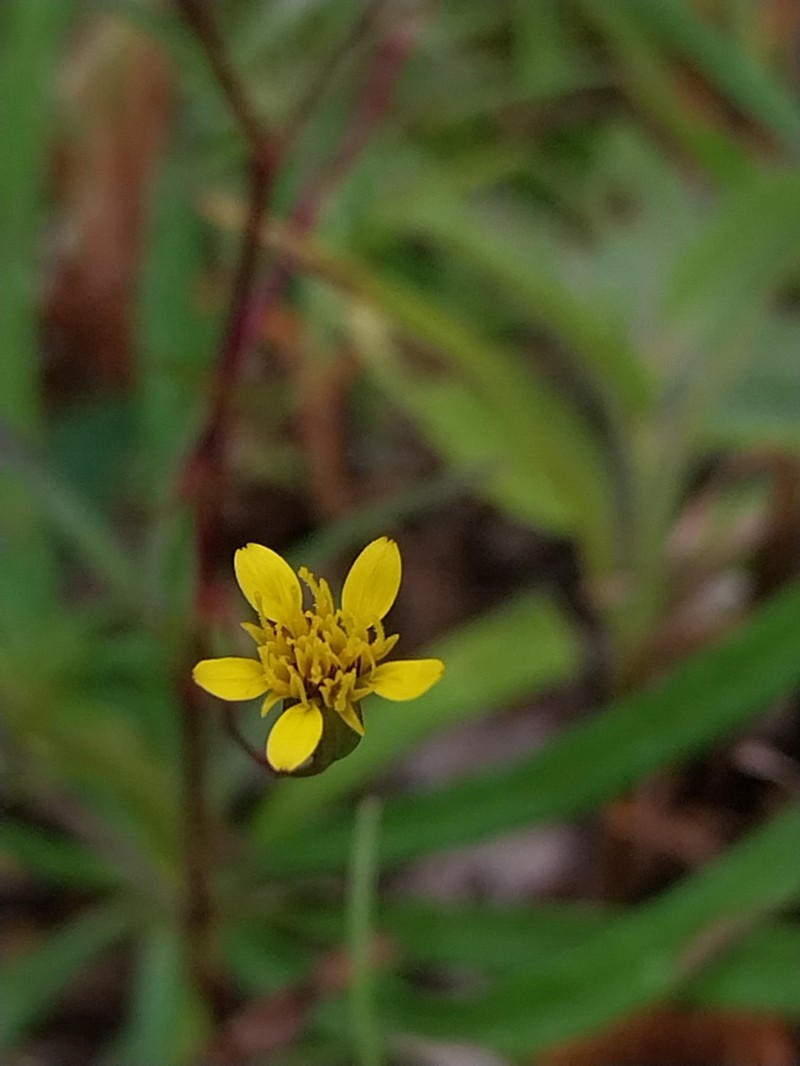 Tropical Chinchweed