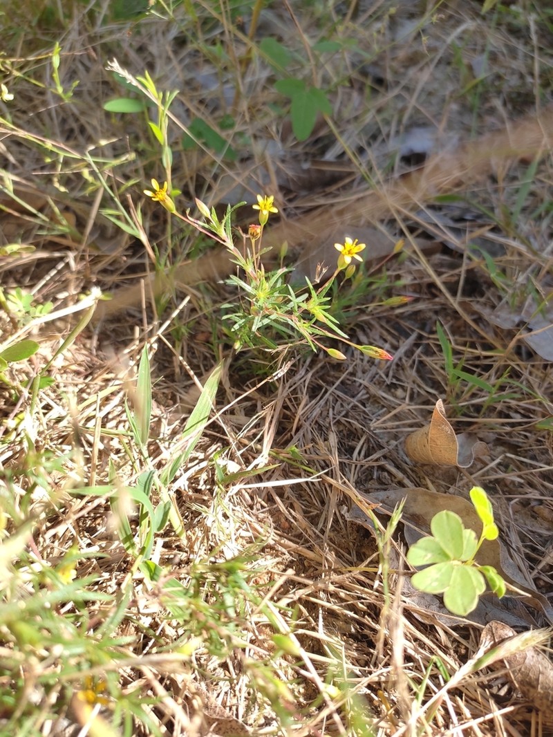 Tropical Chinchweed photo 3