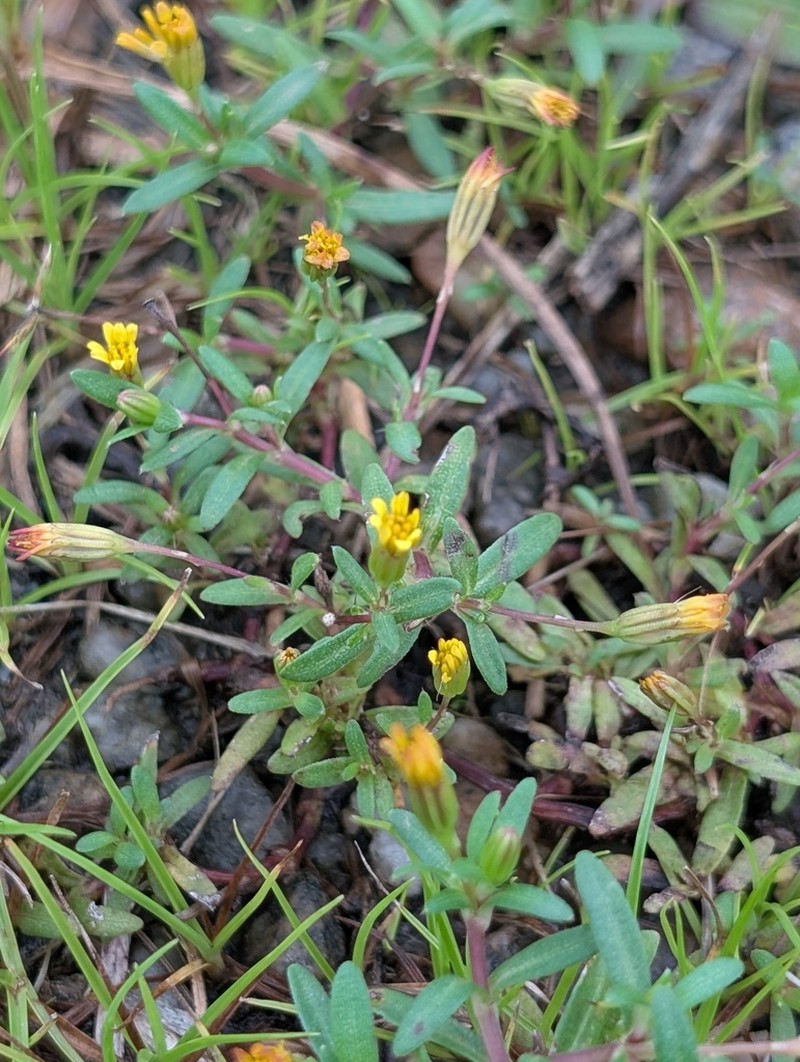 Tropical Chinchweed photo 4