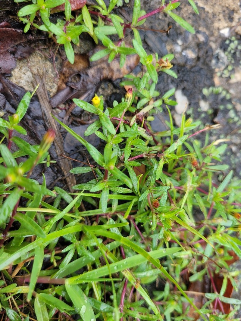 Tropical Chinchweed photo 5