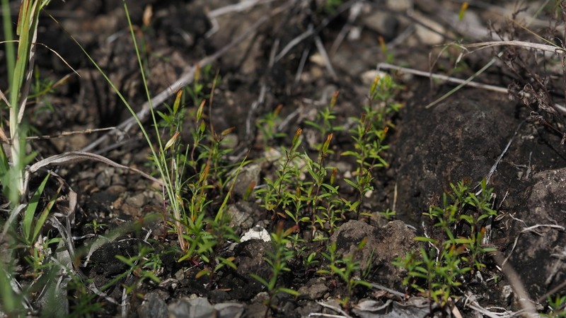Tropical Chinchweed photo 6