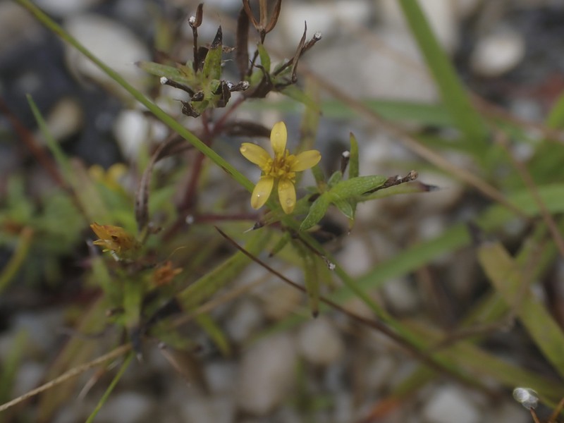 Tropical Chinchweed photo 8