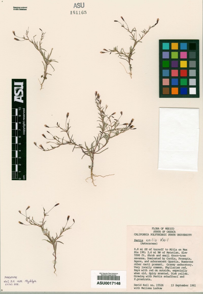 Pectis exilis
