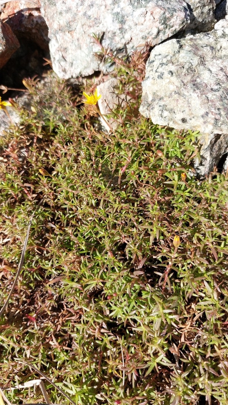 Pectis exserta photo 5