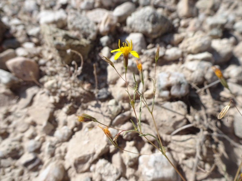 Fivebract Chinchweed photo 3