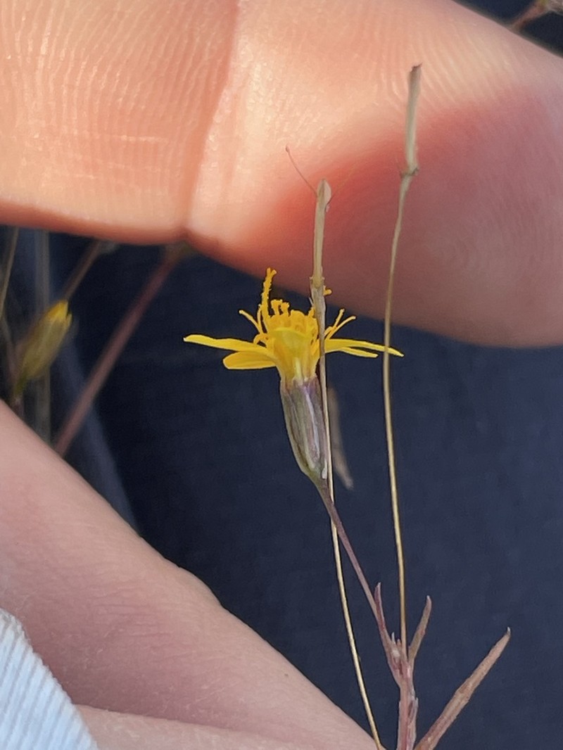 Fivebract Chinchweed photo 8