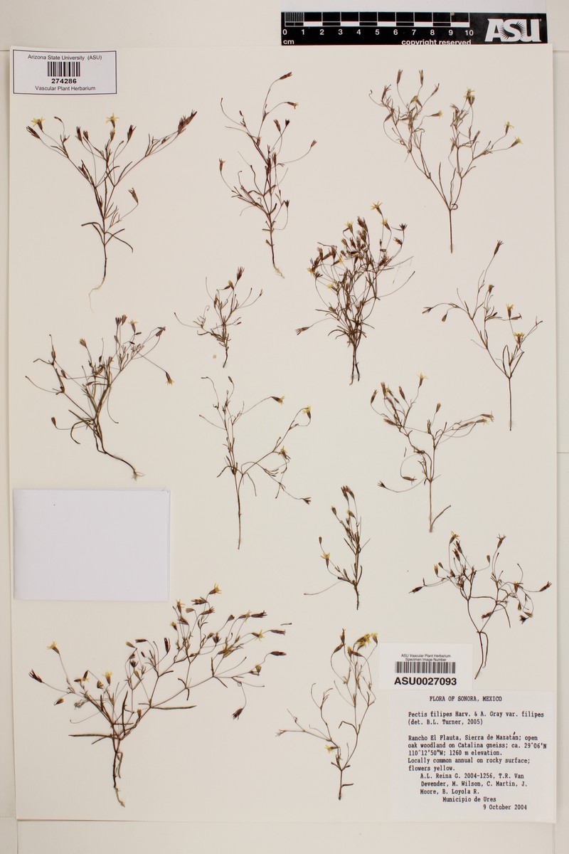 Pectis filipes var. filipes photo 2