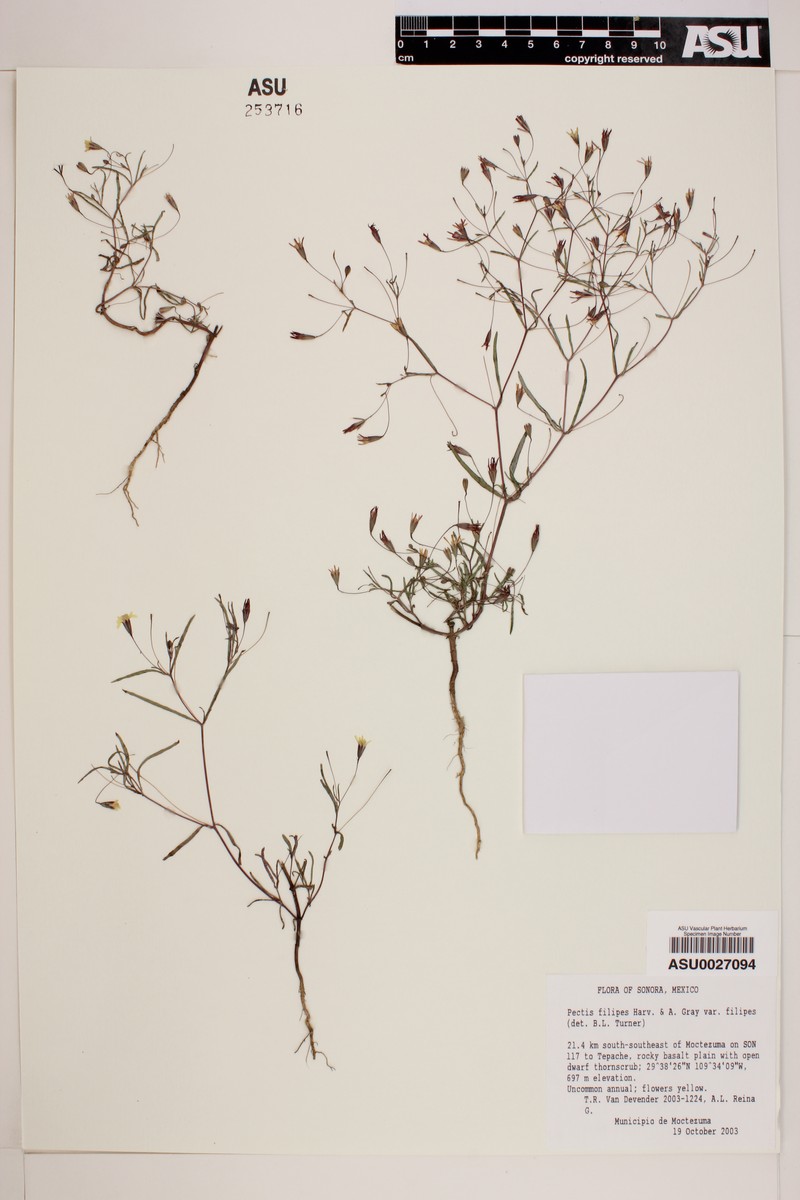 Pectis filipes var. filipes photo 3
