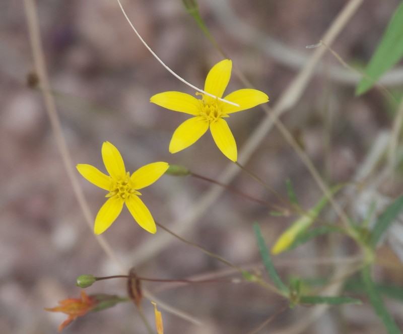 Pectis filipes var. subnuda