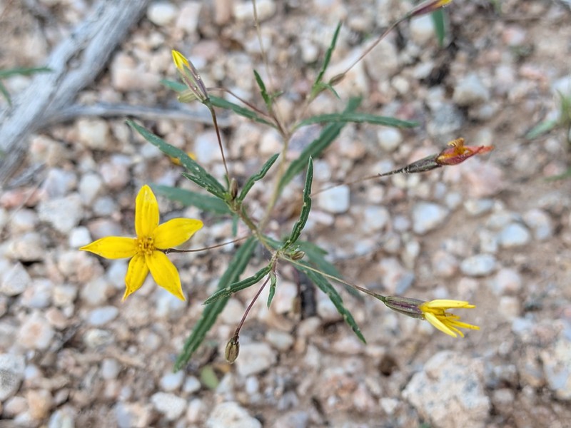 Pectis filipes var. subnuda photo 2