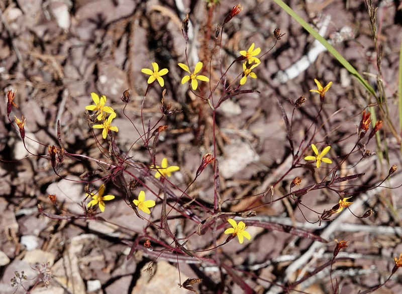 Pectis filipes var. subnuda photo 3