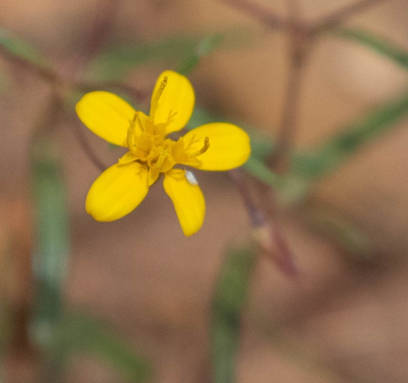 Pectis filipes var. subnuda photo 5