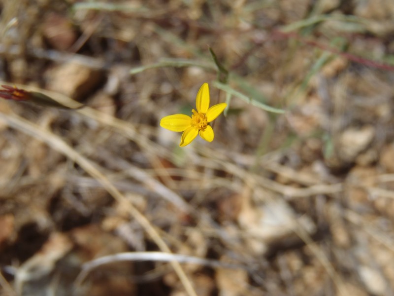 Pectis filipes var. subnuda photo 6