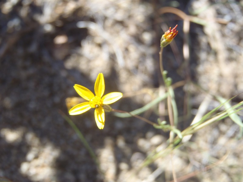 Pectis filipes var. subnuda photo 7