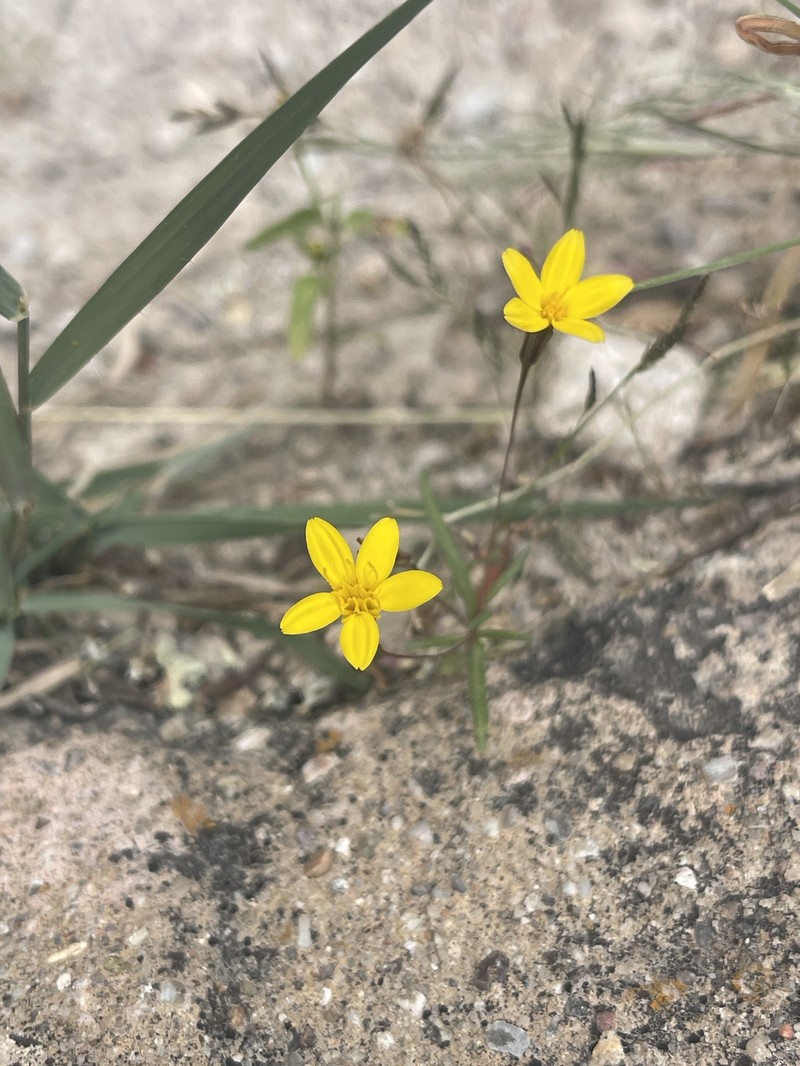 Pectis filipes var. subnuda photo 8