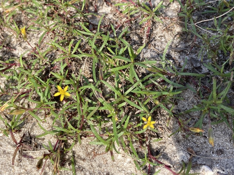 Sanddune Chinchweed