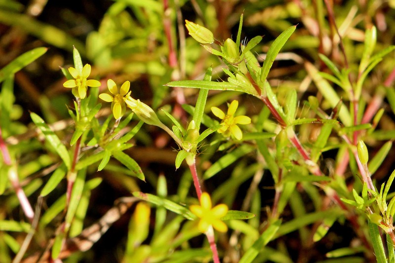 Sanddune Chinchweed photo 3