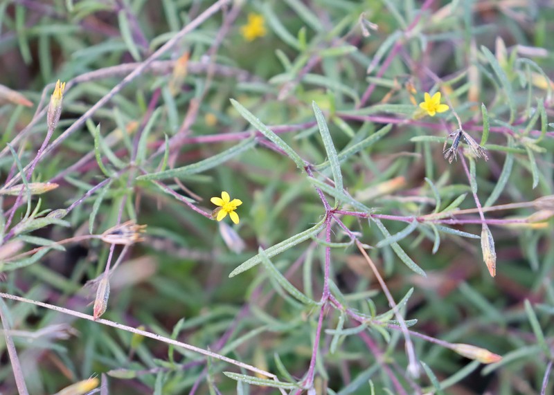 Sanddune Chinchweed photo 5