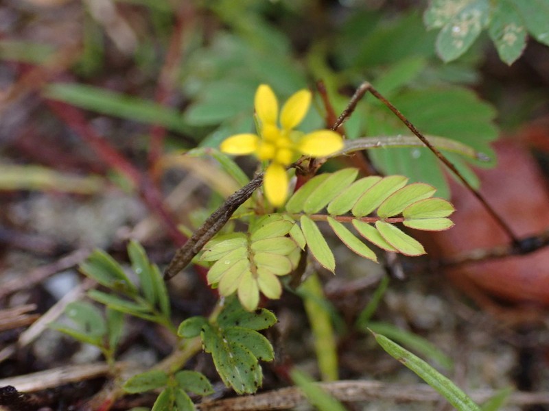 Sanddune Chinchweed photo 6