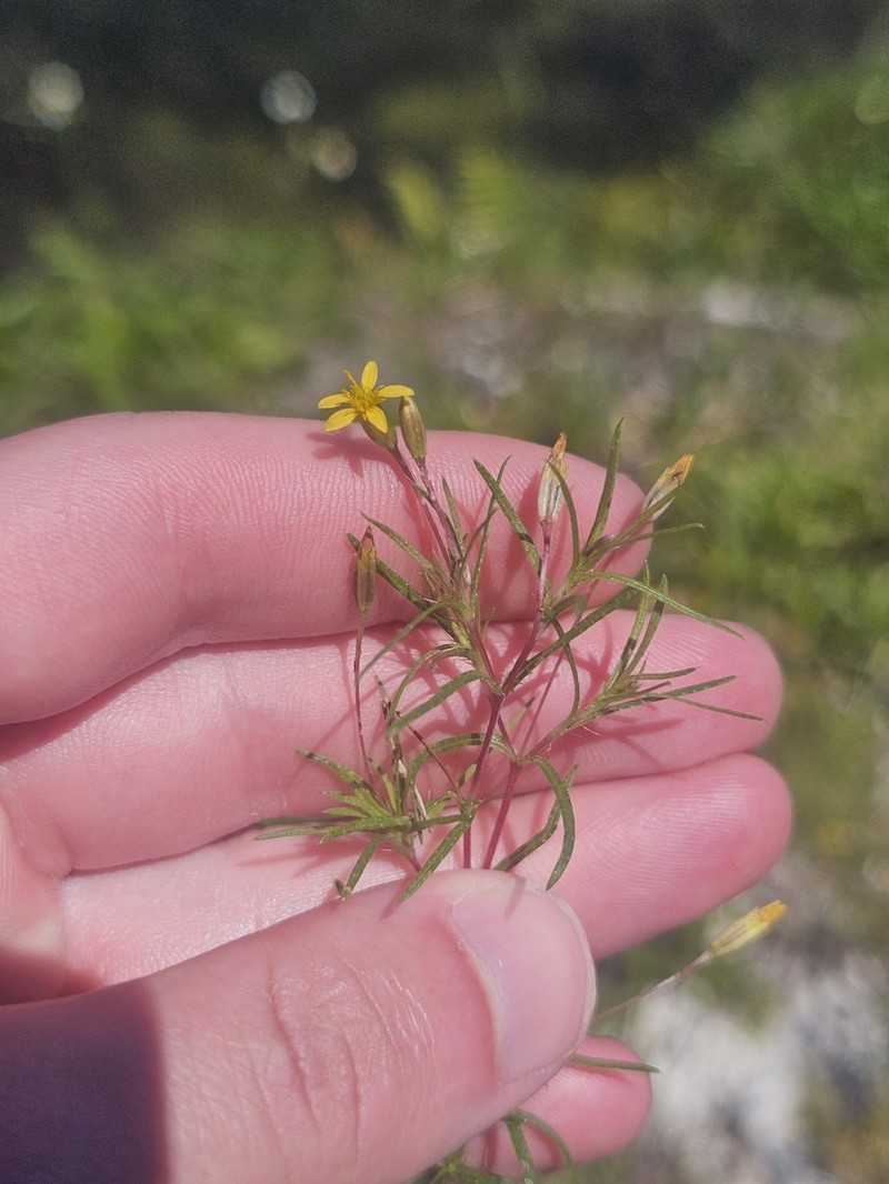 Sanddune Chinchweed photo 8