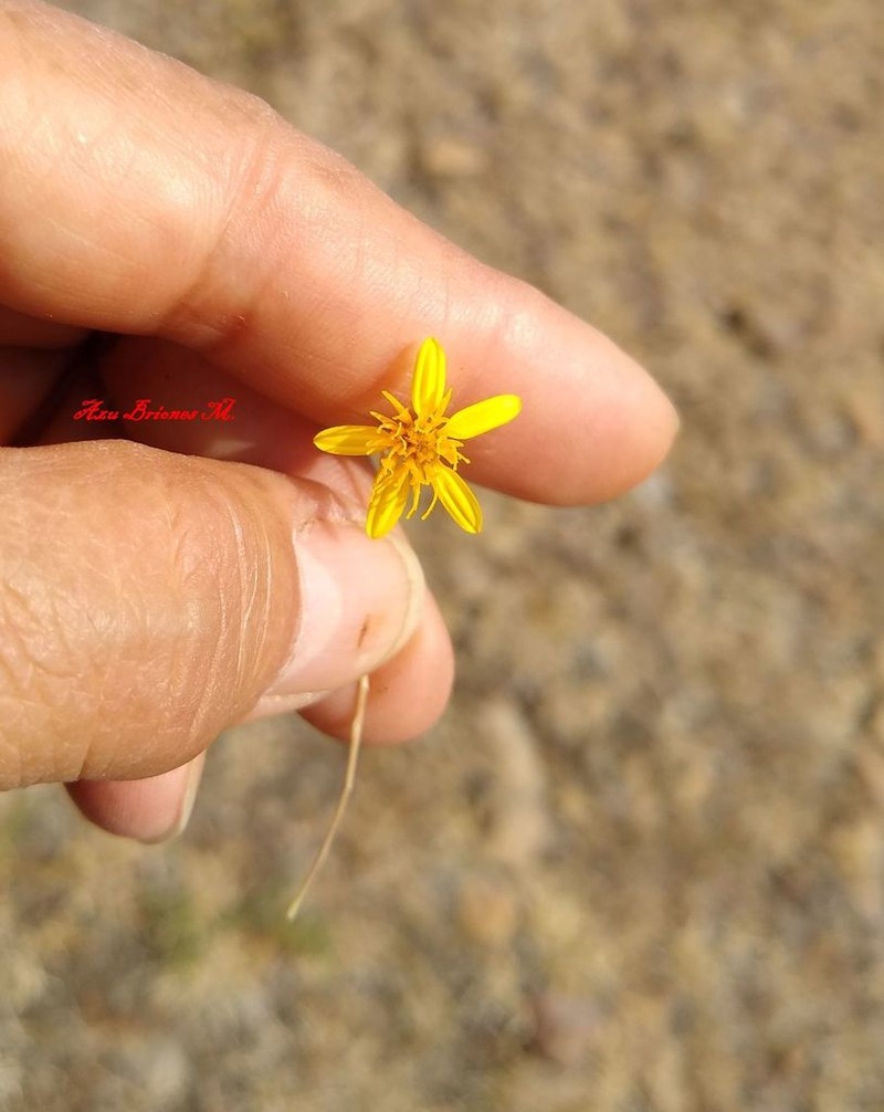Pectis haenkeana