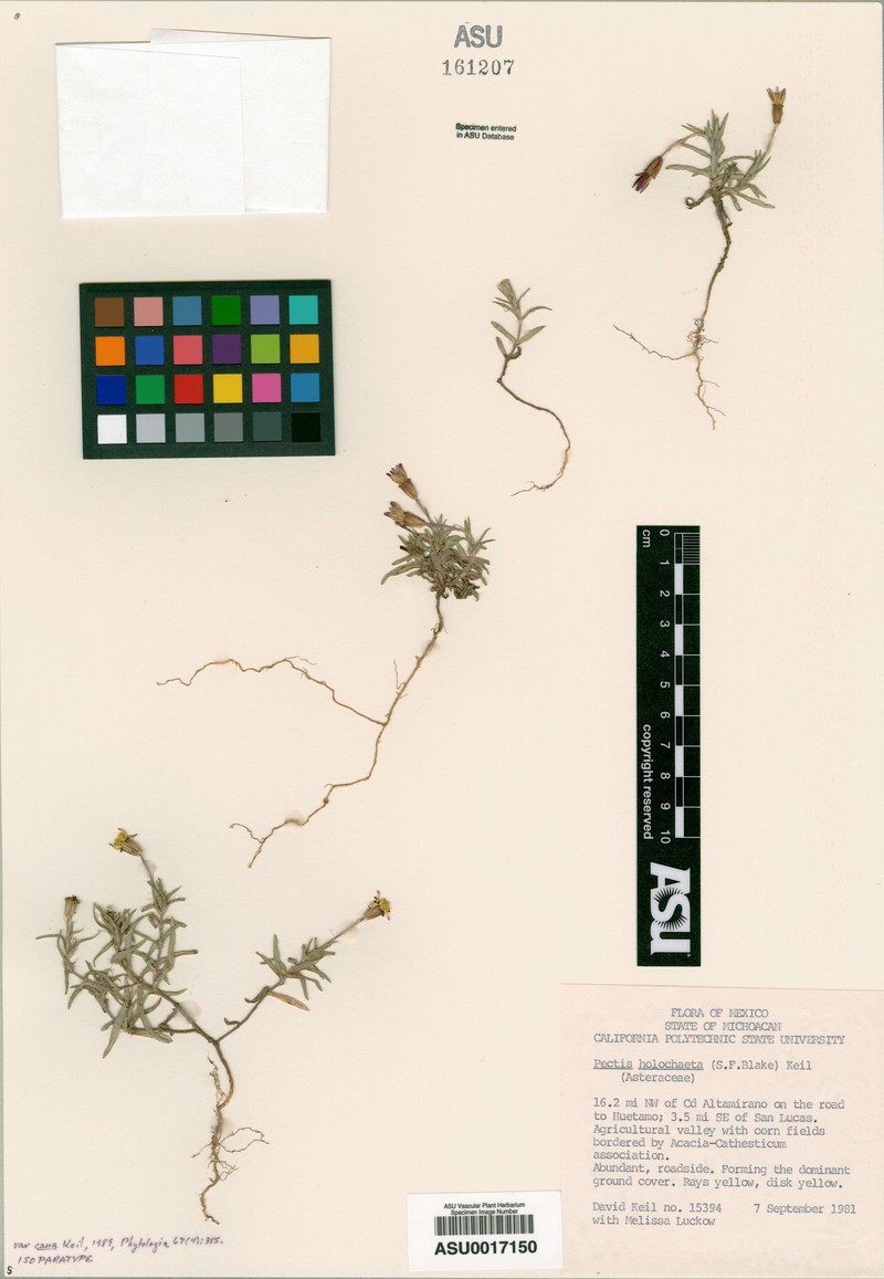 Pectis holochaeta var. cana