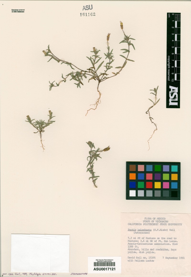 Pectis holochaeta var. cana photo 3