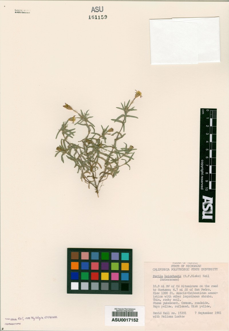 Pectis holochaeta var. cana photo 4
