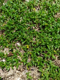 Yerba De San Juan