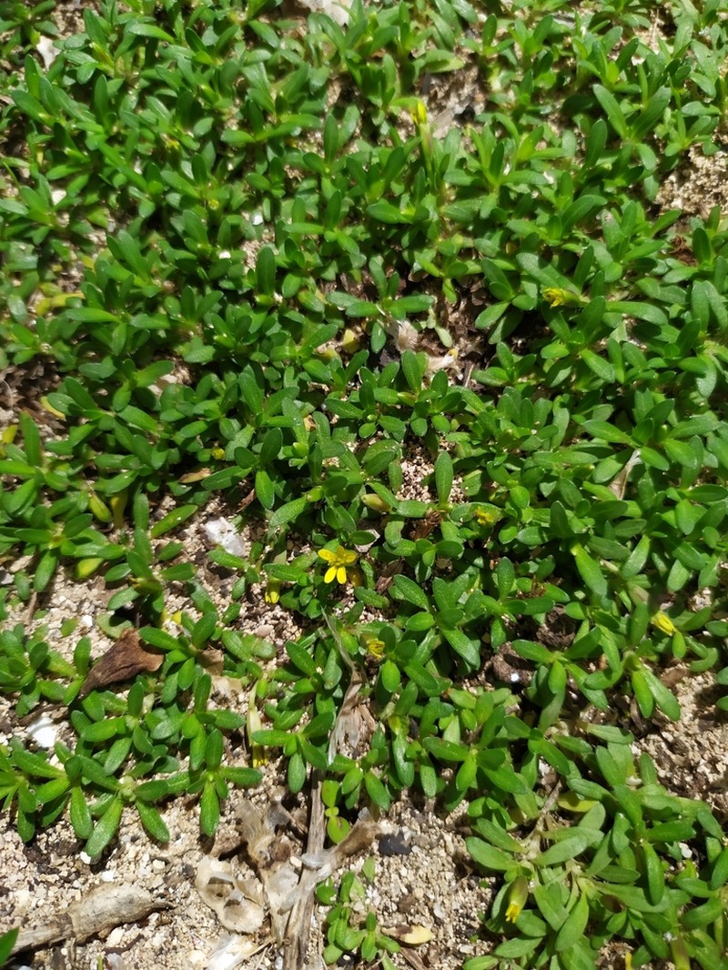 Yerba De San Juan