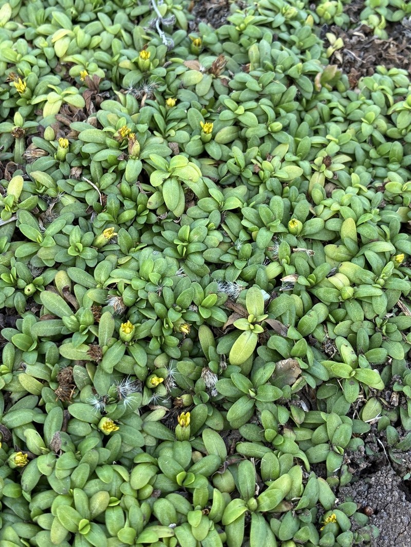Yerba De San Juan photo 2