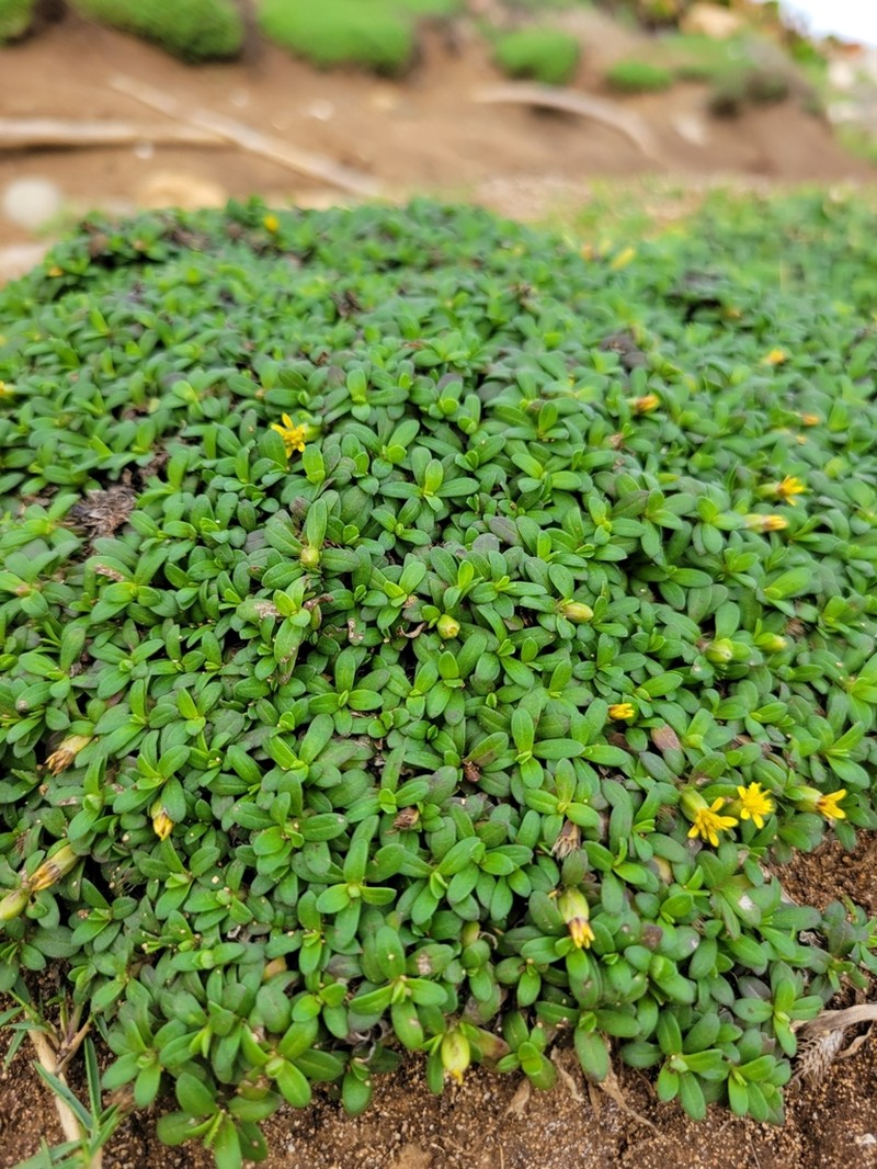 Yerba De San Juan photo 3