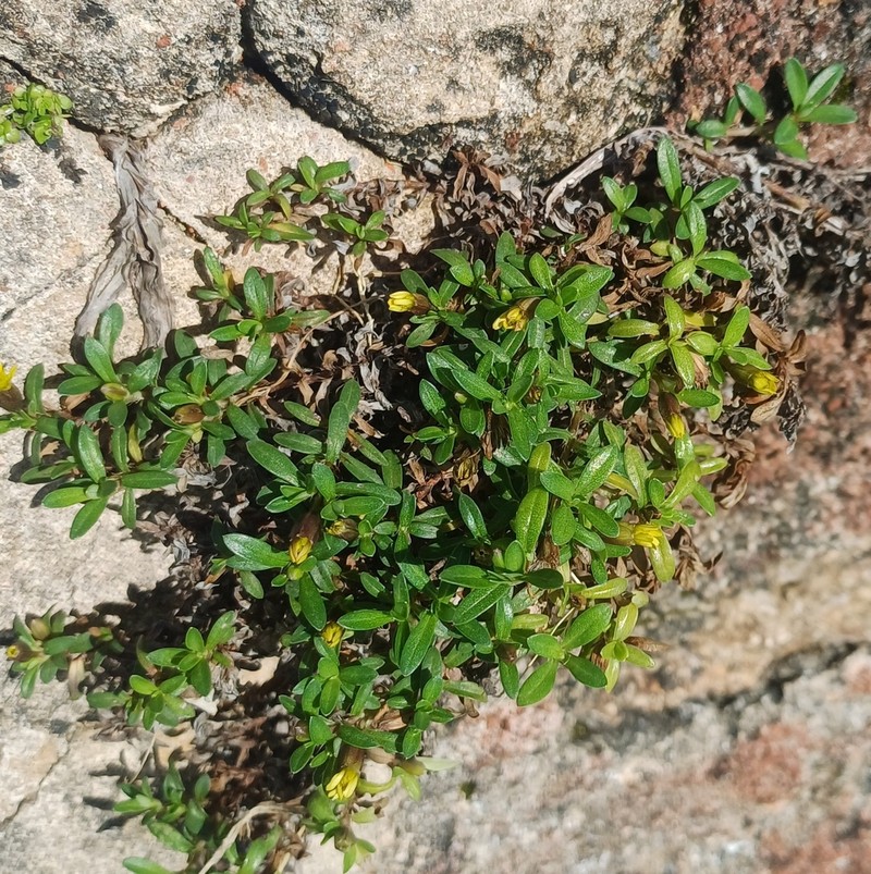 Yerba De San Juan photo 4