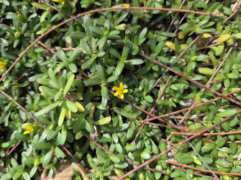 Yerba De San Juan photo 5