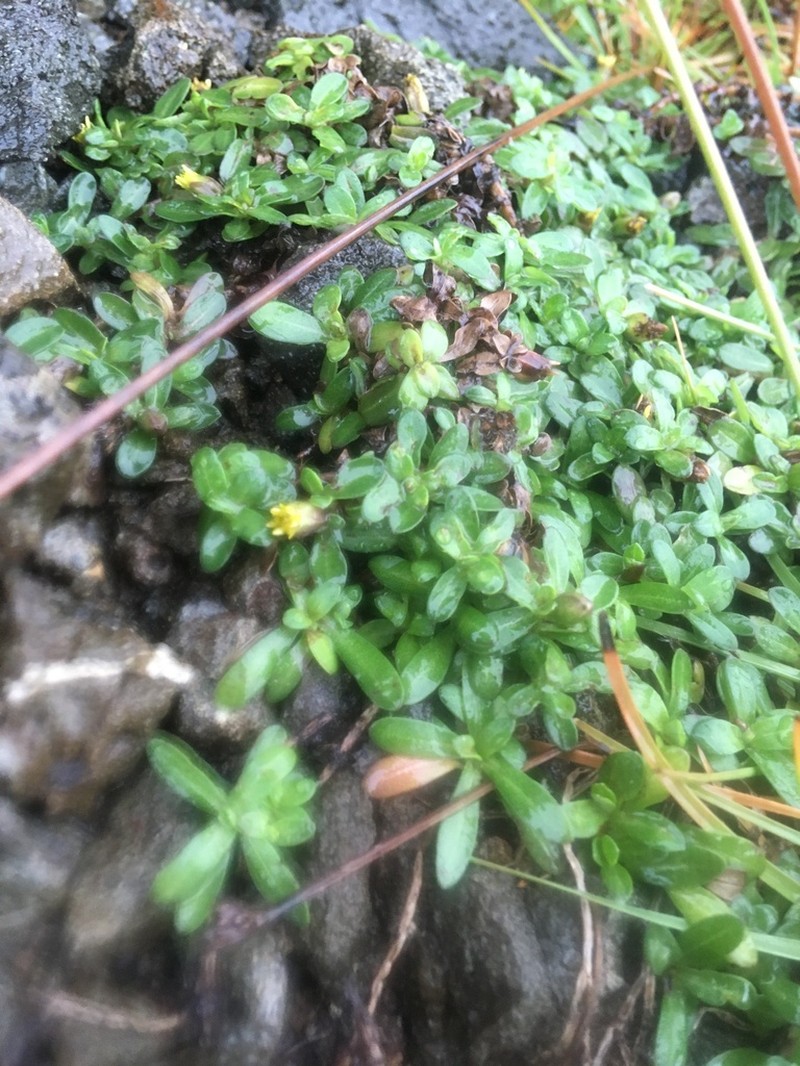 Yerba De San Juan photo 6